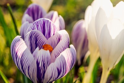 Слънчево, но ветровито време днес следобед