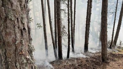 Възстановява ли са гората след пожарите в Пирин