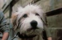 снимка 3 Куче в чекмедже