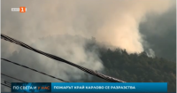 Wildfire in a pine forest near Kalrovo is getting bigger