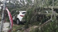 Heavy rain and strong winds downed trees onto cars in Pamporovo ski resort