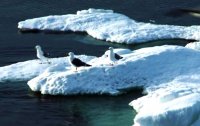 снимка 1 Седем ледени морета