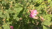 Rose harvesting season in Bulgaria’s Rose Valley began