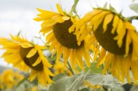 Bulgaria is among the largest European exporters of sunflower