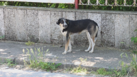 Large number of reports about people bitten by stray dogs in Kavarna