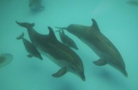 How do dolphins in the Black Sea communicate?