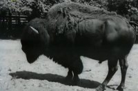 снимка 3 Големанов (1958)