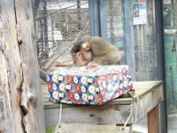 Monkeys at Sofia Zoo get into the Christmas spirit with special gifts