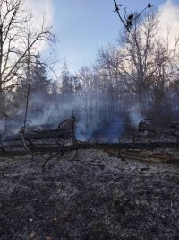 Over 30 decares of pine forest burned in a fire in Hisarya area