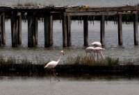 Greater flamingos seen nesting in Bulgaria for the first time