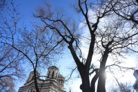 Strong winds blow down trees and branches in many places in the country