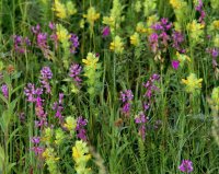 Bulgaria celebrates the day of healing herbs - Midsummer Day