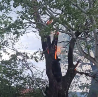 Tree catches fire after being struck by lightning (video)