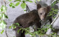 Two bear cubs rescued in Sofia region are placed in the Bear Sanctuary in Belitsa