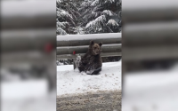 Bears surprised drivers on the road to Pamporovo (video)