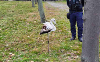 A flamingo made an appearance in front of a block of flats in the coastal city of Burgas