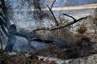 86 are the active wildfires in the country, the fire near Otets Paisievo village has been contained