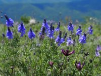 August 2024 in Bulgaria is one of the driest in the past 10 years