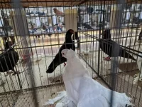 Pigeon Show took place in Pernik (see pics)