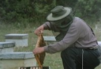 снимка 5 Пчеларят