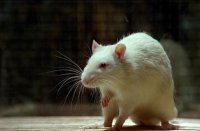 снимка 17 Чичо ми от Америка