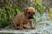 снимка 34 Чичо ми от Америка