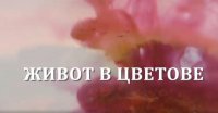 снимка 14 Живот в цветове