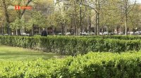 снимка 50 Гласът на Петела